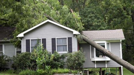 When a Tree Falls, Who Pays for the Damage?